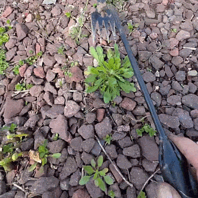 TasmanLush™ Stainless Steel Weed Remover Rake